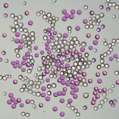 Oculyze cell counter: counting yeast cells before 