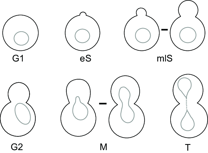 Yeast cells: cell division