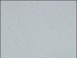 Microscopic image of used strain