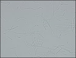 Microscopic image of used strain