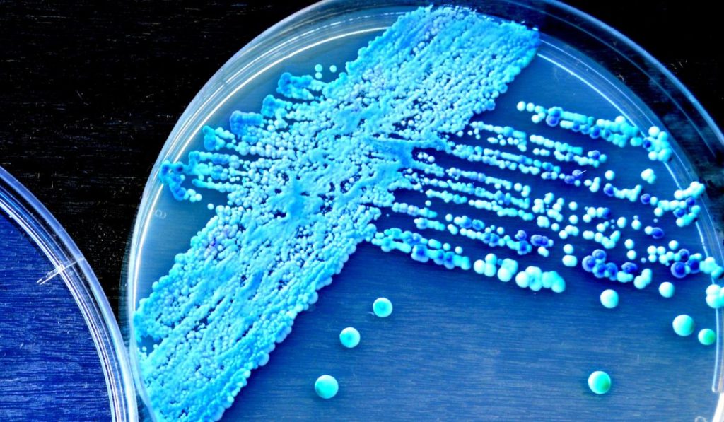What Do Yeast Cells Produce During Fermentation? Your Guide