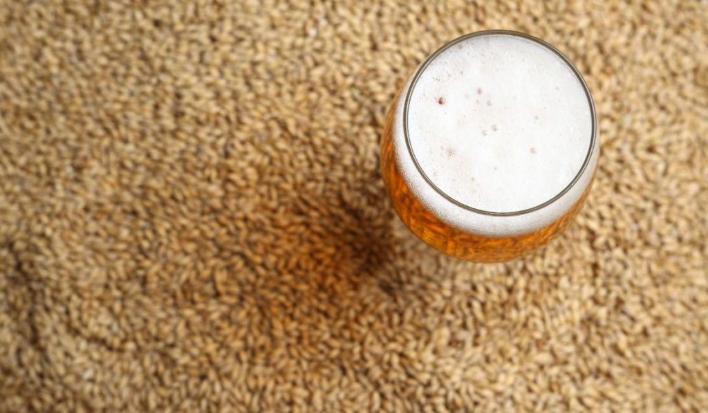 Malt Beverage vs Beer What Are the Differences?