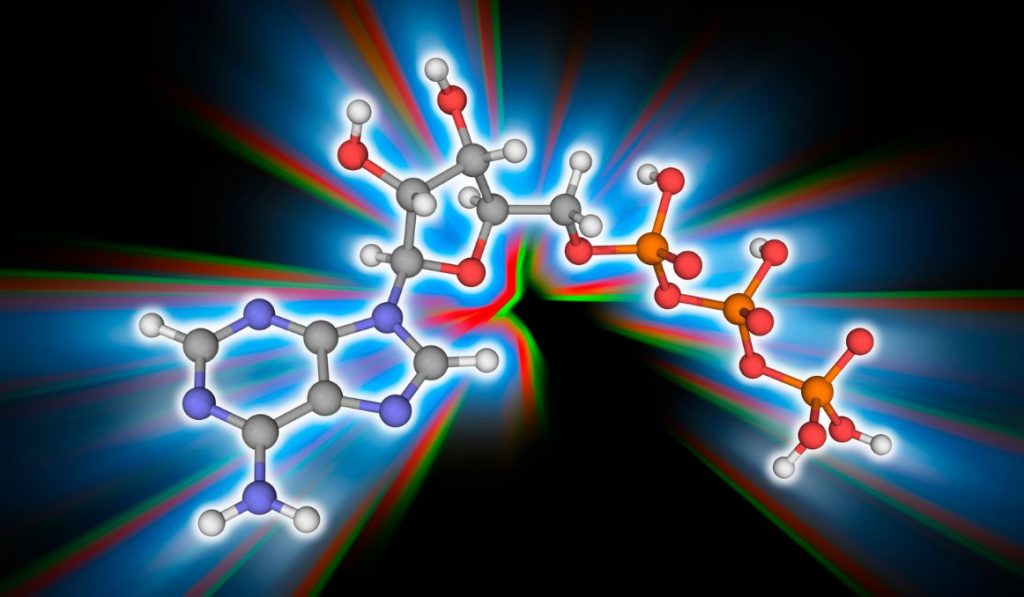 How Much ATP Is Produced During Fermentation?