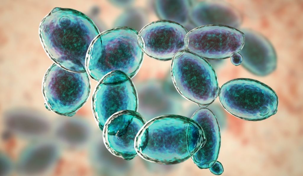 Collecting Wild Yeast for Brewing How to Capture & Tame It