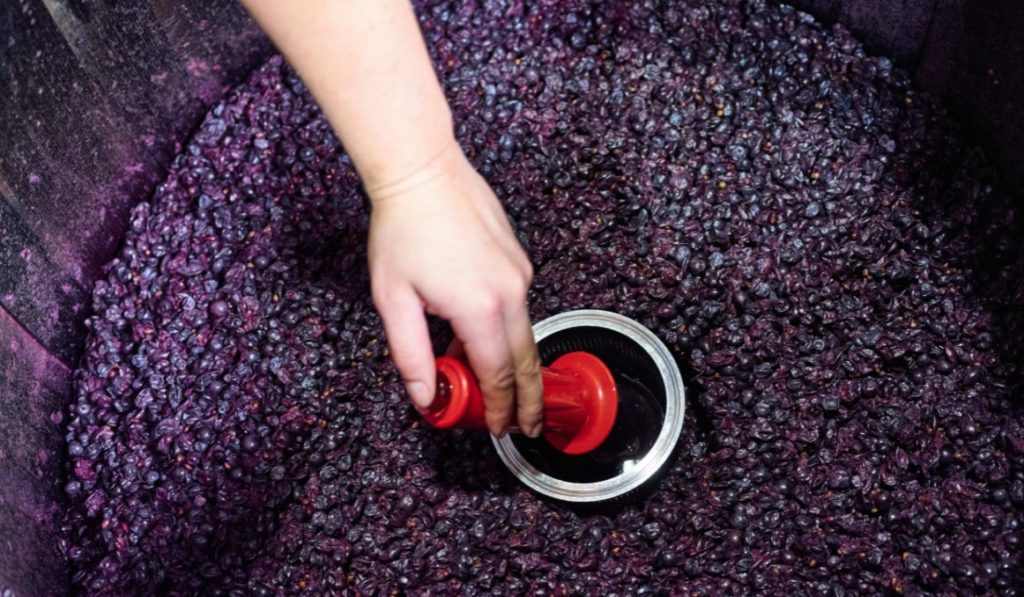 Propagating Wine Yeast How to Multiply Yeast To Save Money