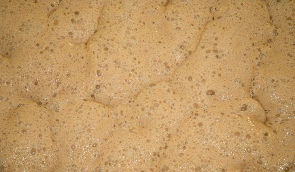 How to Keep Beer Yeast Alive