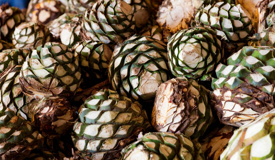 a picture of agave fruit