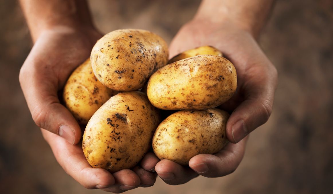 Can You Make Beer from Potatoes?