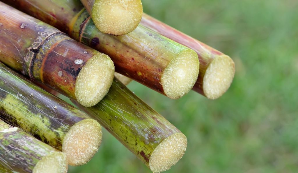 What Is Cold Fermented Cane Sugar?