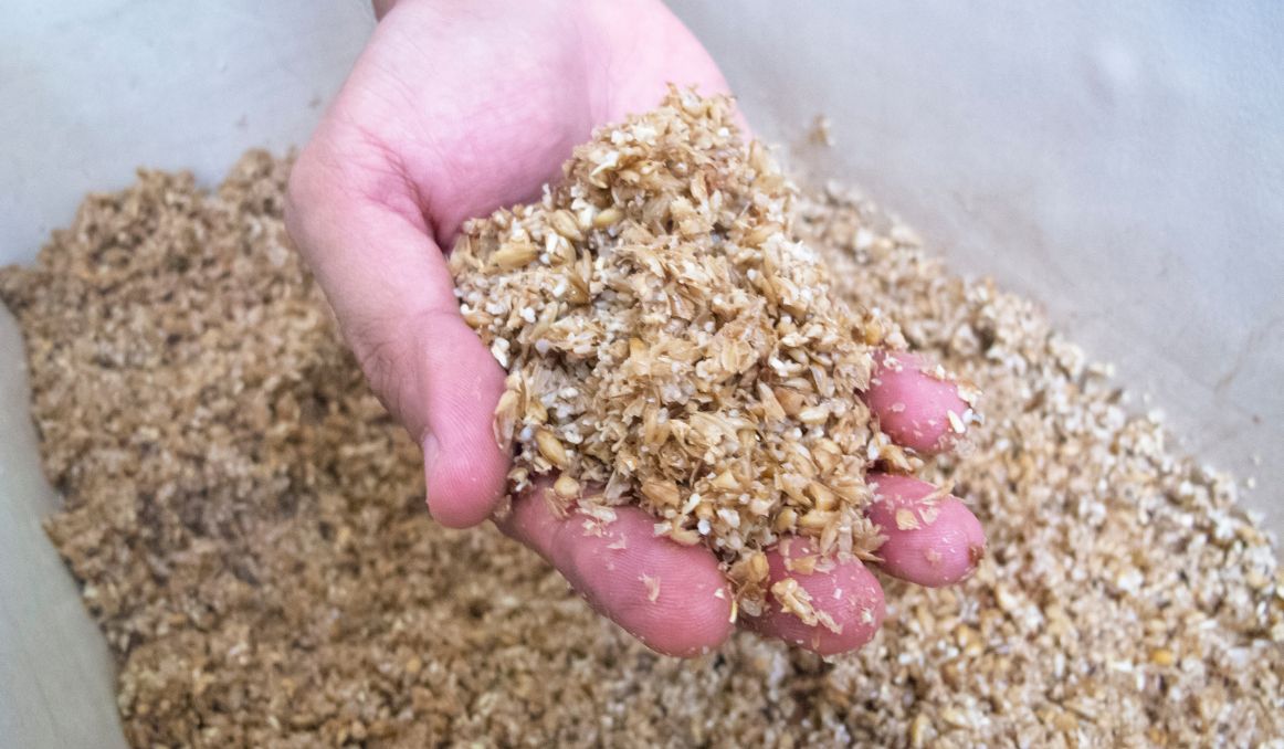 Brewery Waste Nutritional Value and Usage