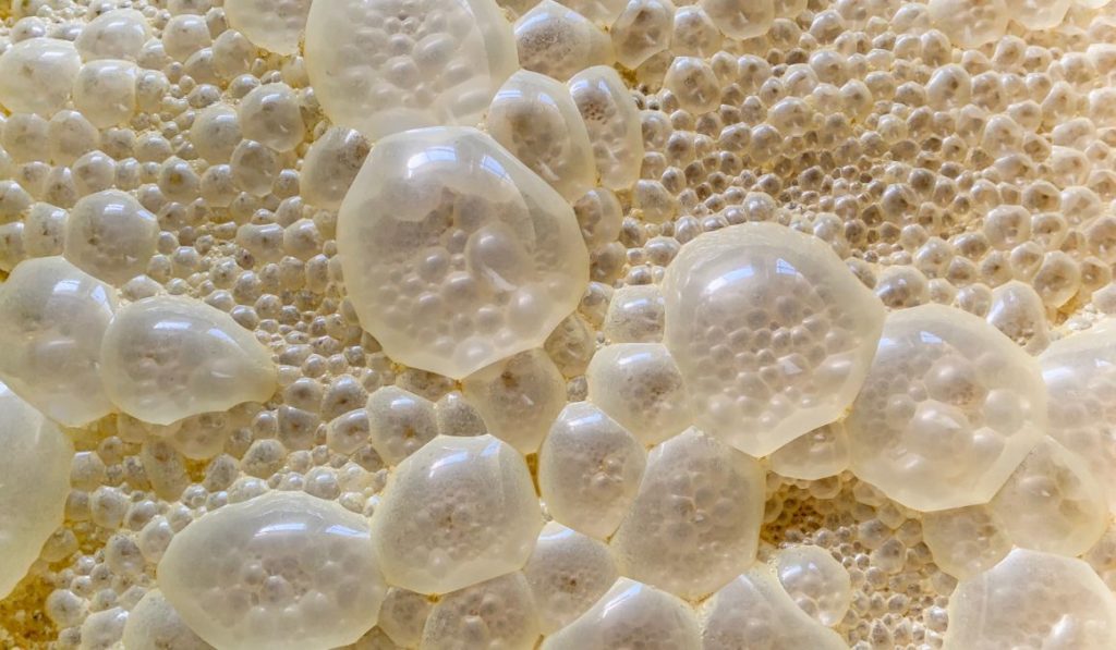 The Highest Alcohol Tolerant Yeast