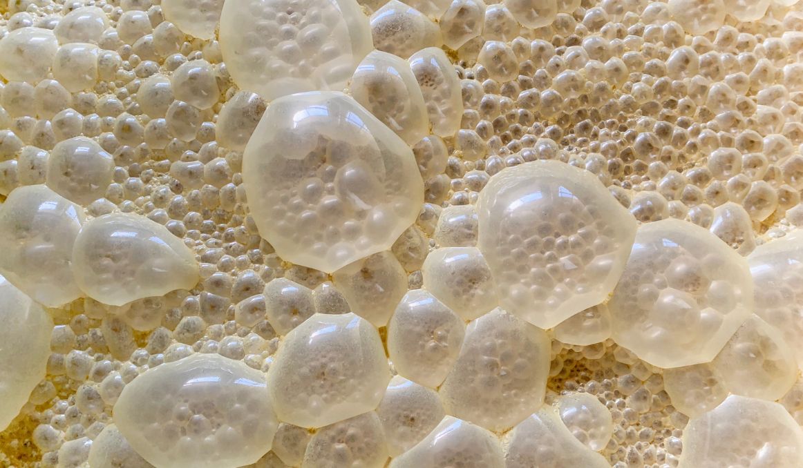 The Highest Alcohol Tolerant Yeast