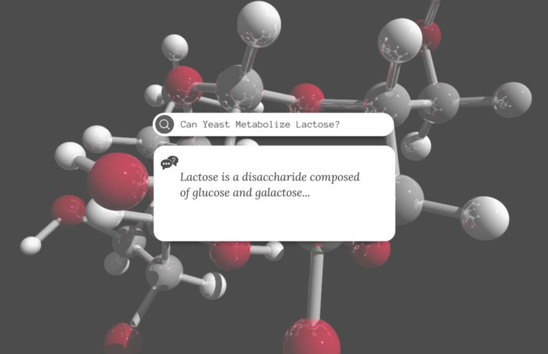 Can Yeast Metabolize Lactose?