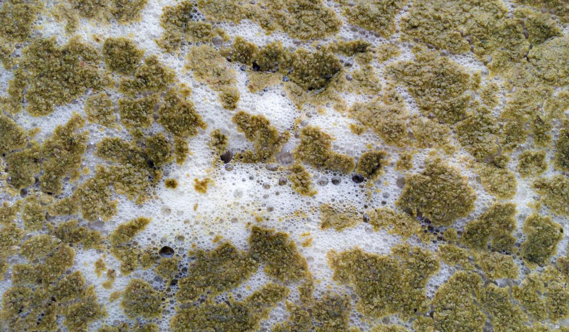 Best Yeast for High Gravity Beer