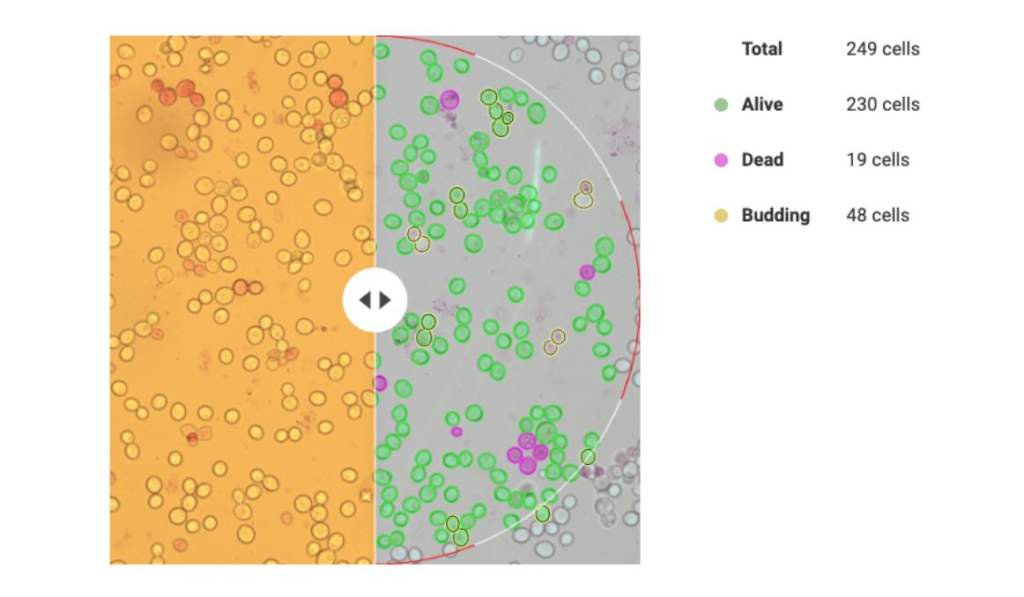 Can Yeast Metabolize Lactose?