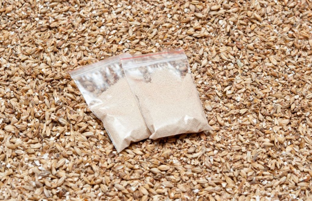 What Causes Phenolic Off Flavor in Beer?