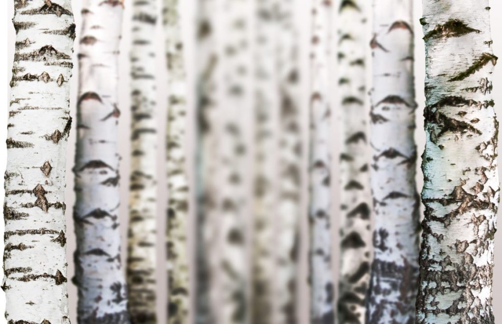 What Does Birch Beer Taste Like?