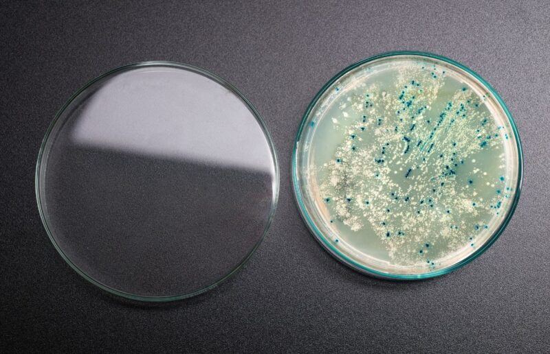 Agar Plates vs Petri Dishes Are They the Same?