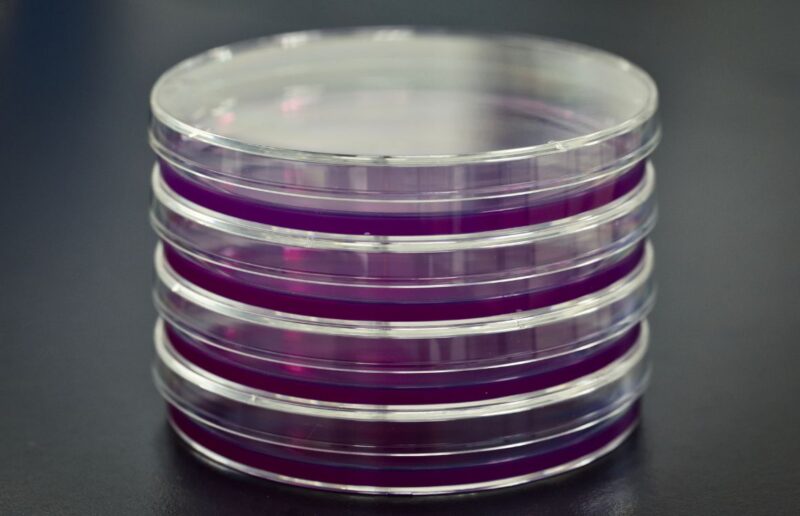 How Long Do Agar Plates Last?