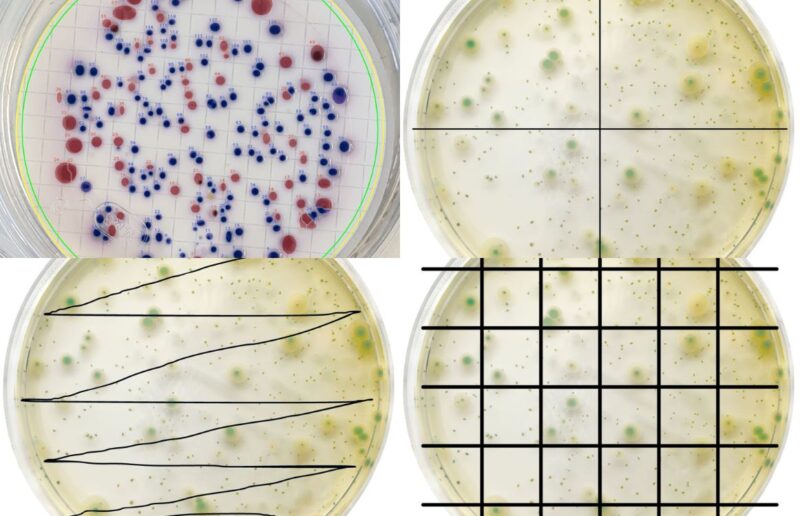 How to Count Colonies on Agar Plates A Complete Guide